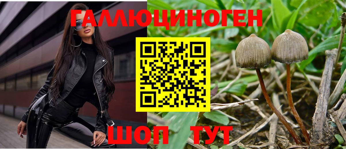 Коряжма  Псилоцибиновые грибы Psilocybine cubensis  Вход с VPN  Галлюциногенные грибы GOLDEN TEACHER 